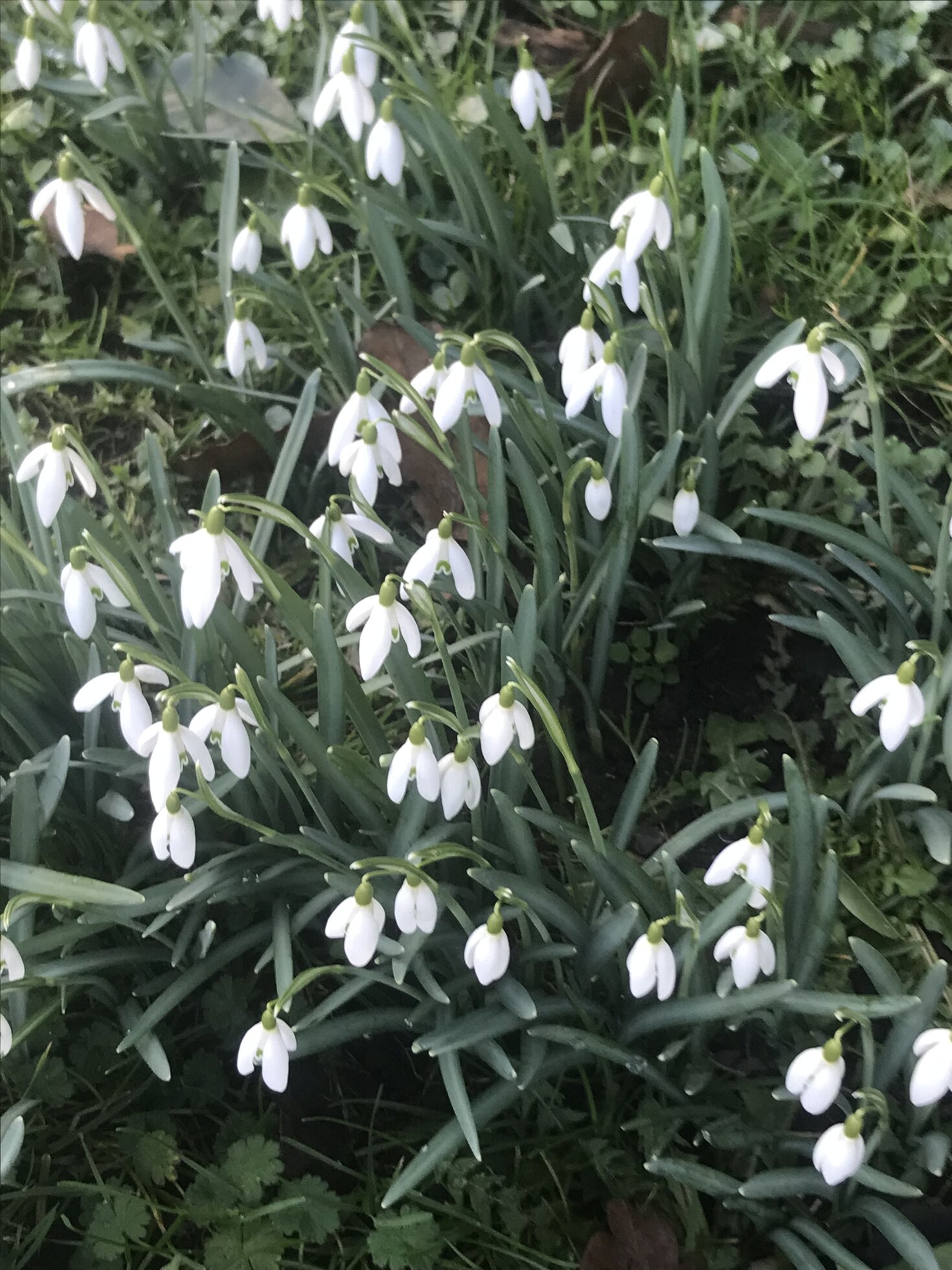 Schneegl&ouml;ckchen