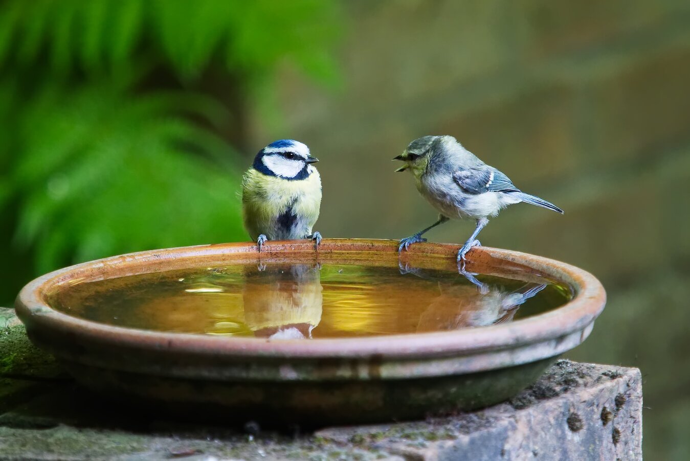 Vögel im GEspräch