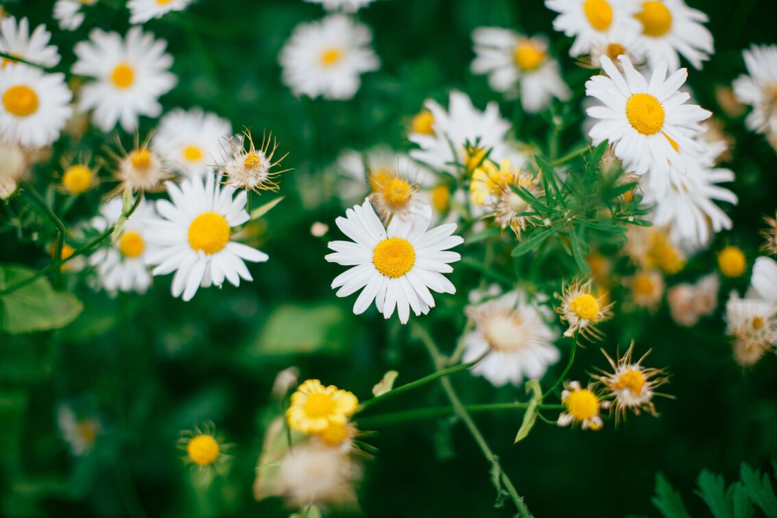 Juni Blüten