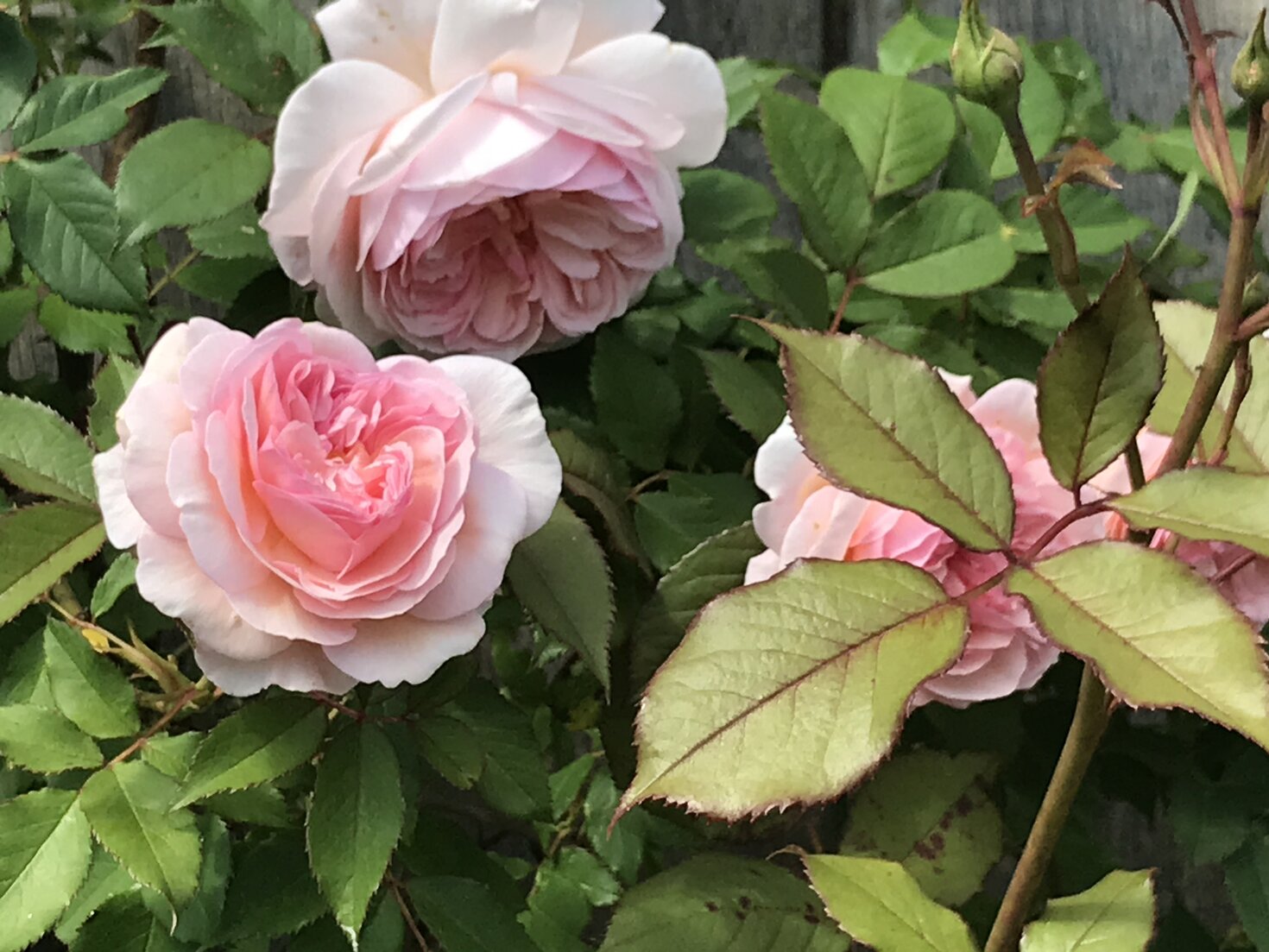 Rosen