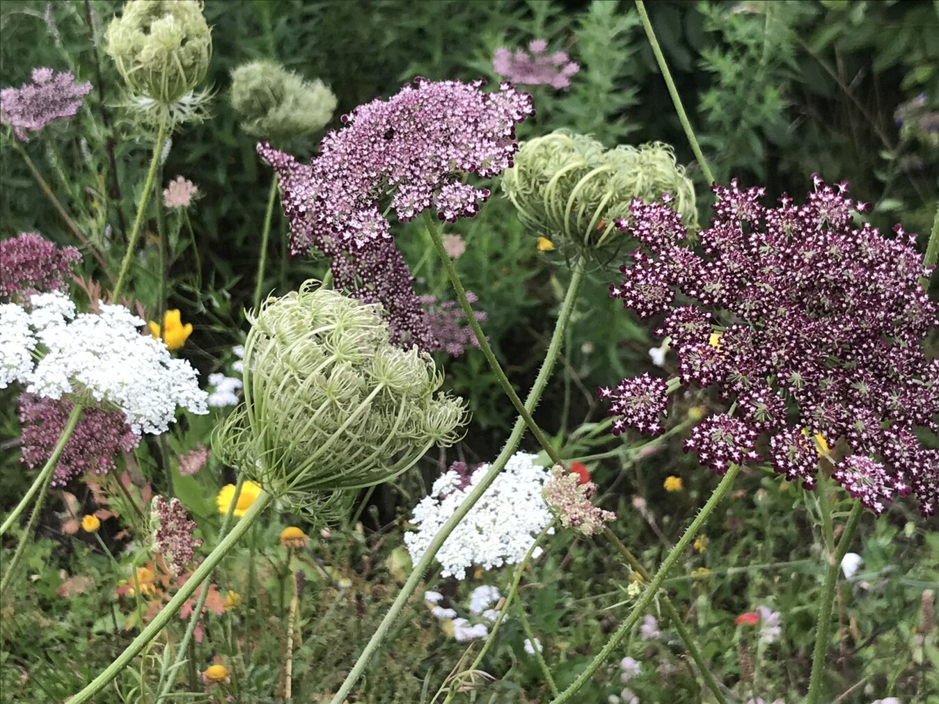 Wildblumen