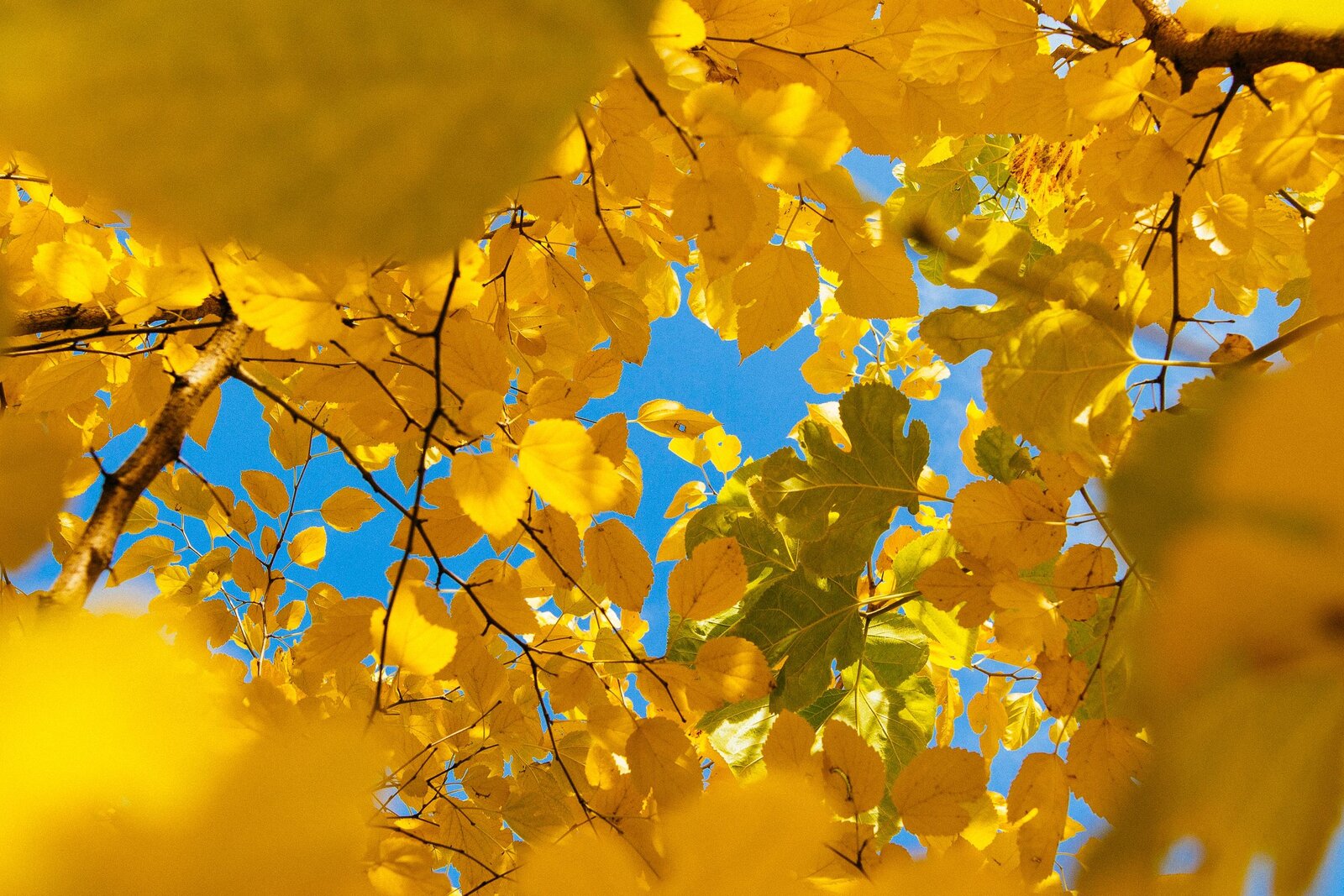 Herbst