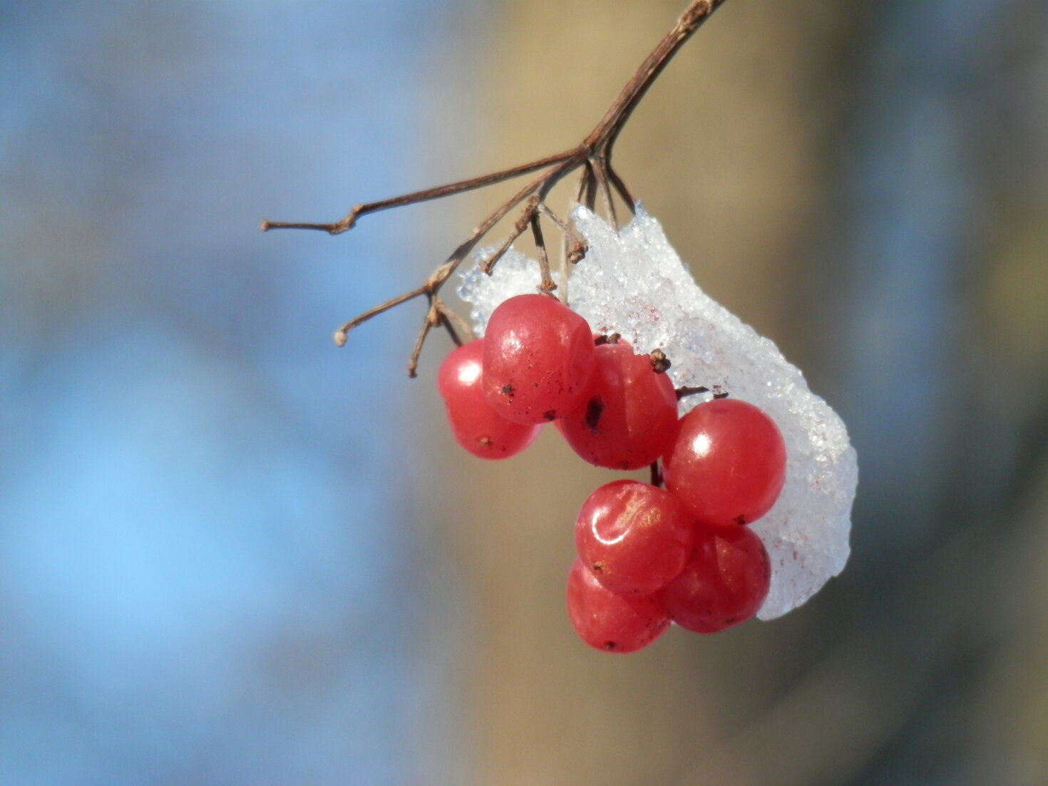 Vogelbeeren
