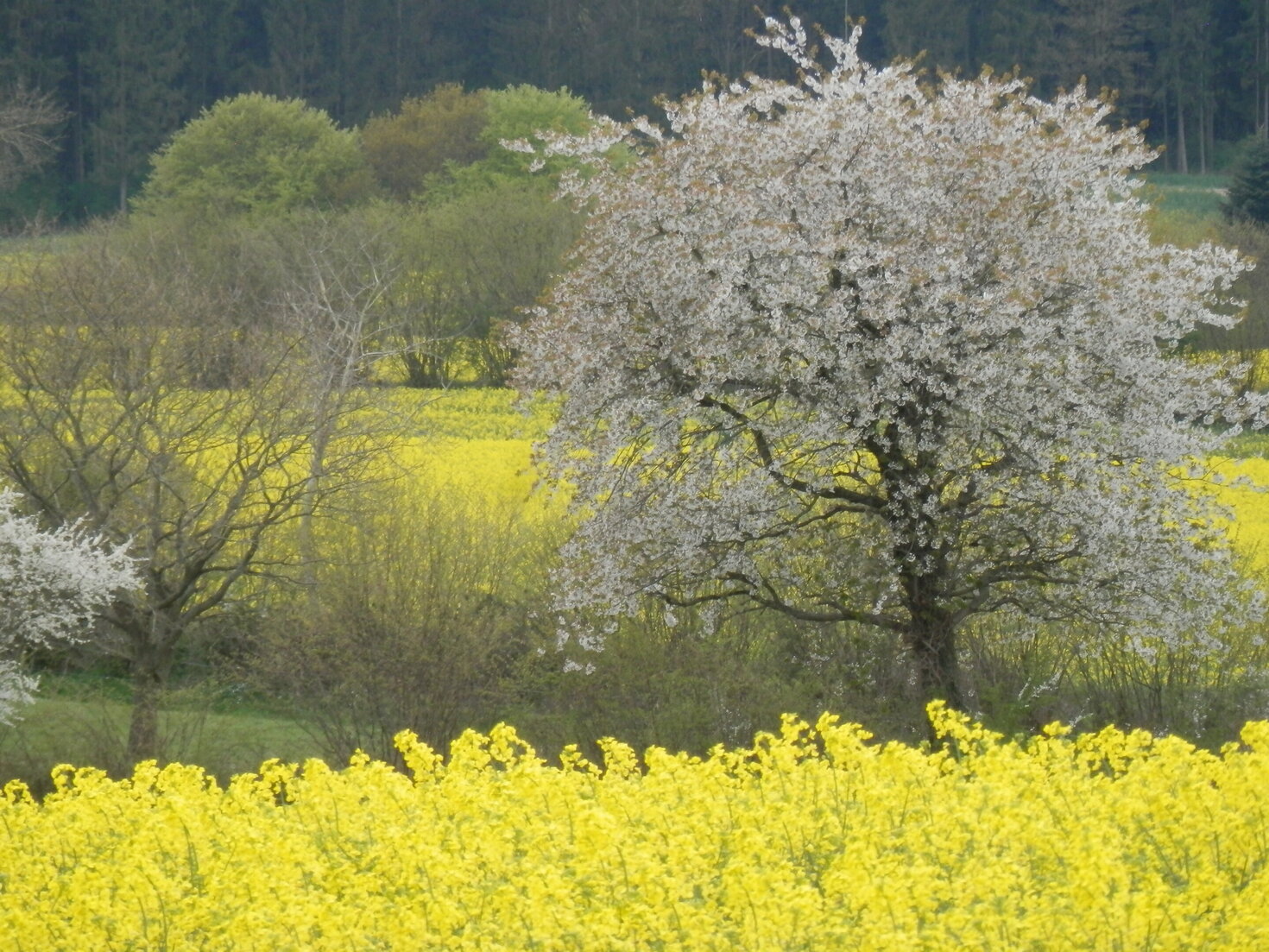 Rapsfelder am 1. Mai 2022